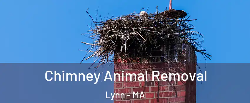 Chimney Animal Removal Lynn - MA