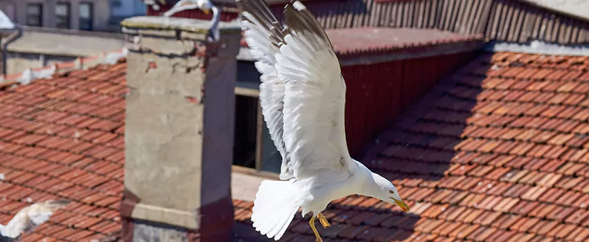 Residential Chimney Animal Removal Solution in Lynn, MA